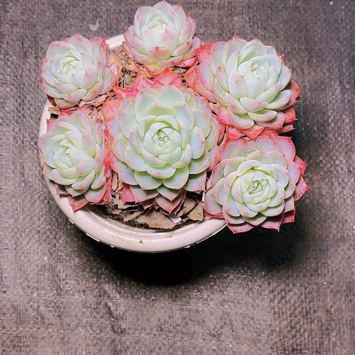 水晶玫瑰1棵20。