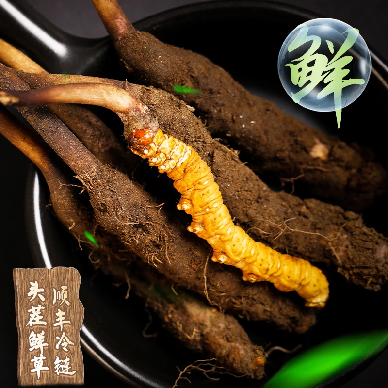 宇仔专属【大草1.2-1.3g/根】100根2025年头茬西藏新鲜冬虫夏草