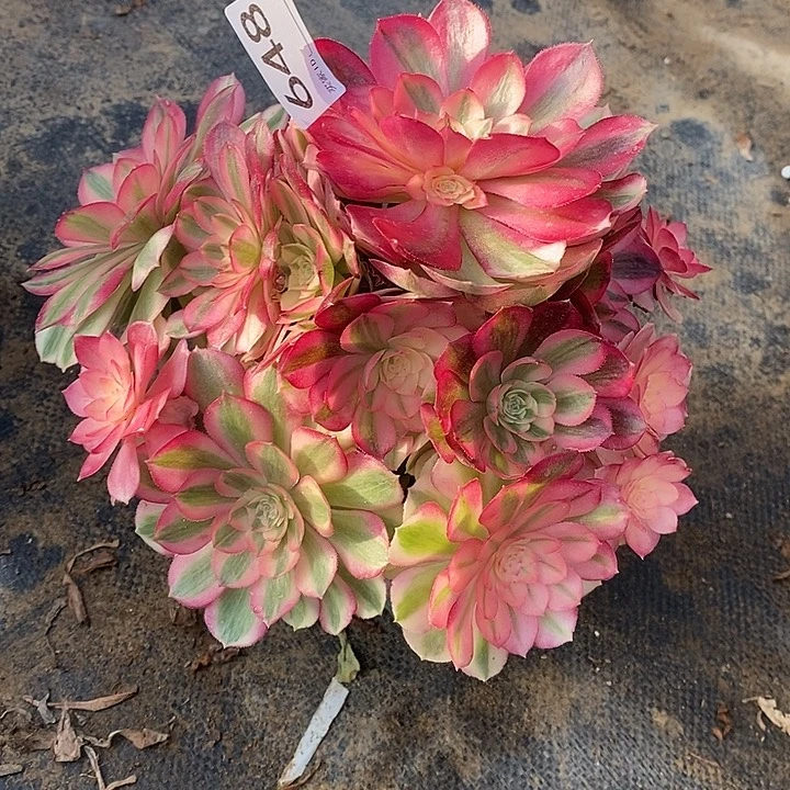 荔枝法师锦捧花不周正648