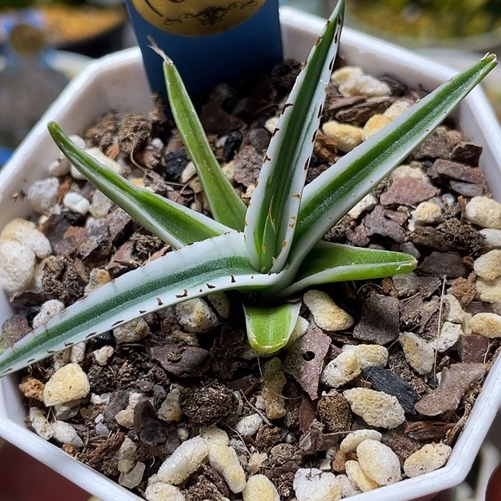 699冰山特选福利一物