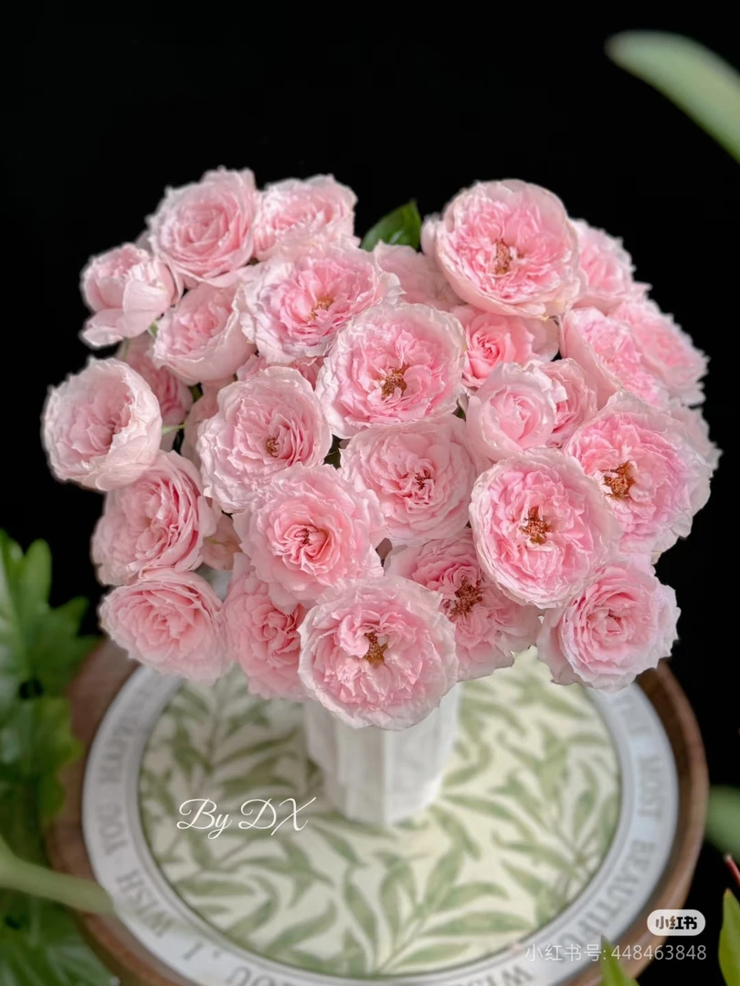 【香羿鲜花】玉脂多头玫瑰/全场任意两单及以上包邮