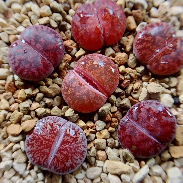 生石花花花花花花花花211