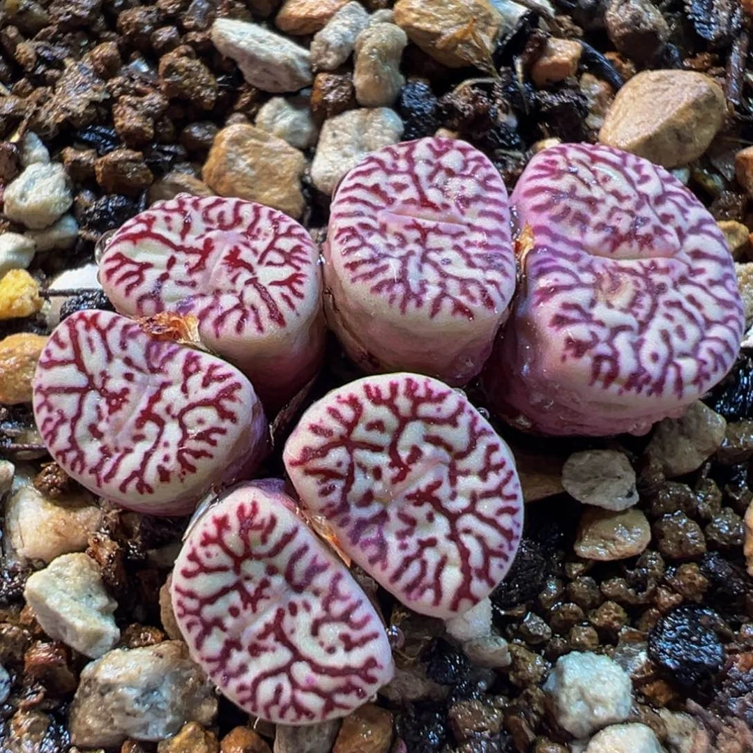 662多肉植物种类多样