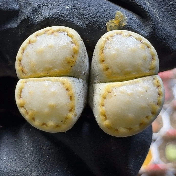 生石花111122。  100