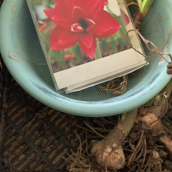 当前无花栽培后可以开花闺秀4厘米裸根球