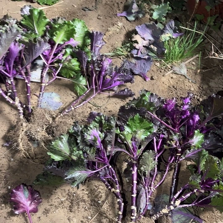 红闪亮水晶组合五颗