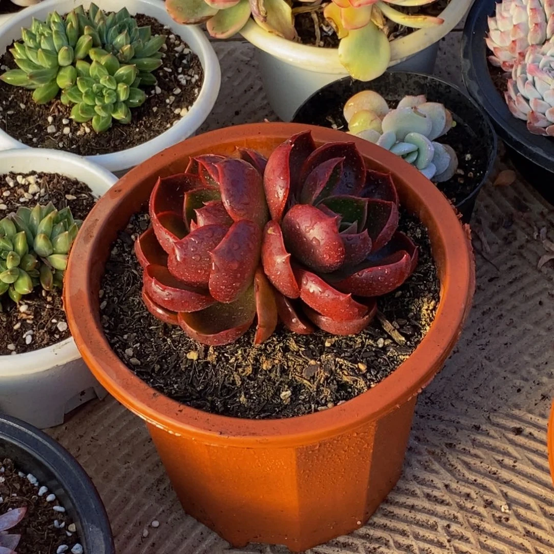 ʚ****ɞ48包邮一物一拍多肉