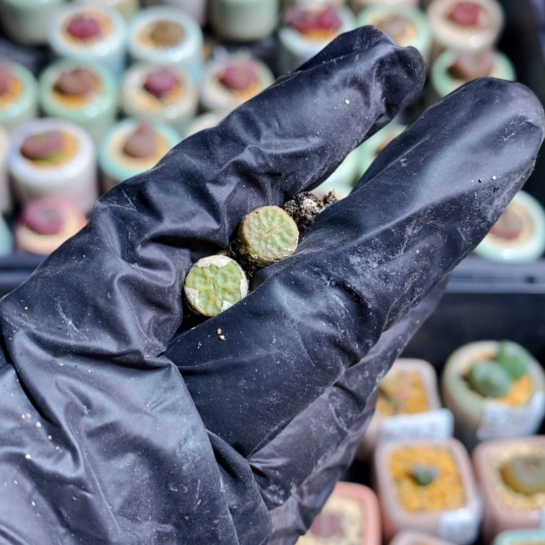 荔*.3844-一物一拍 2颗