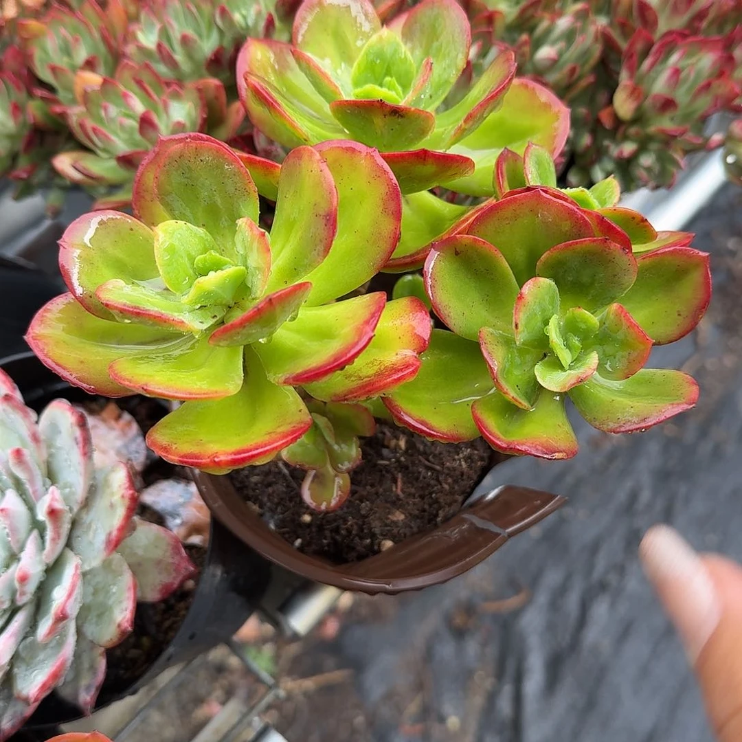 大号红梅多肉植物