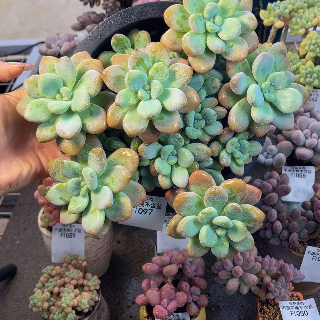 097-洛神老桩多肉15cm