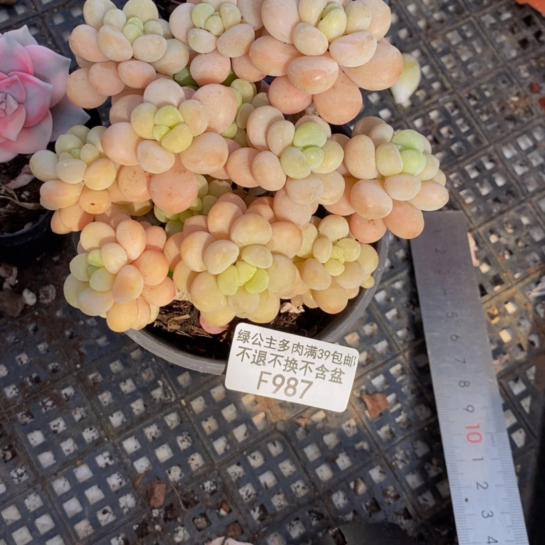 洛可可987/10cm多肉