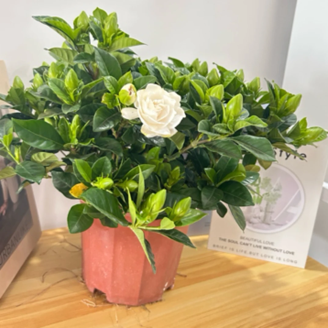 大盆栀子花室内盆栽花卉植物浓香型带花苞四季好养