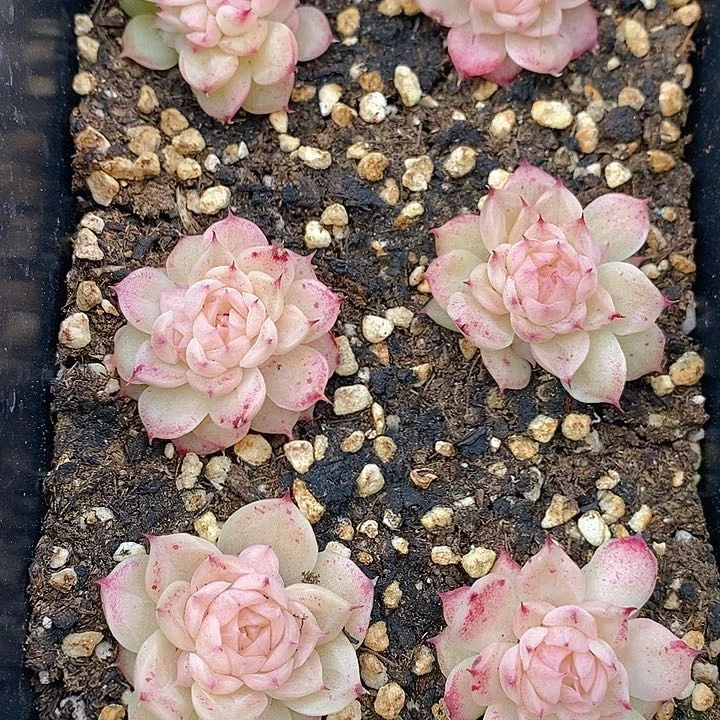 142 多肉植物盆栽花卉植物