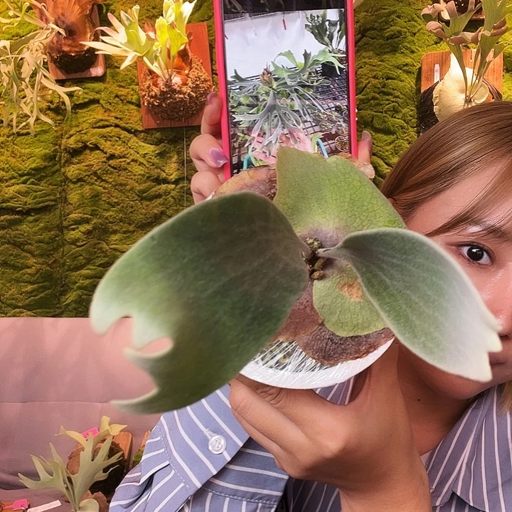 不开花植物nook 白牌特选 白翼 侧 带亲签