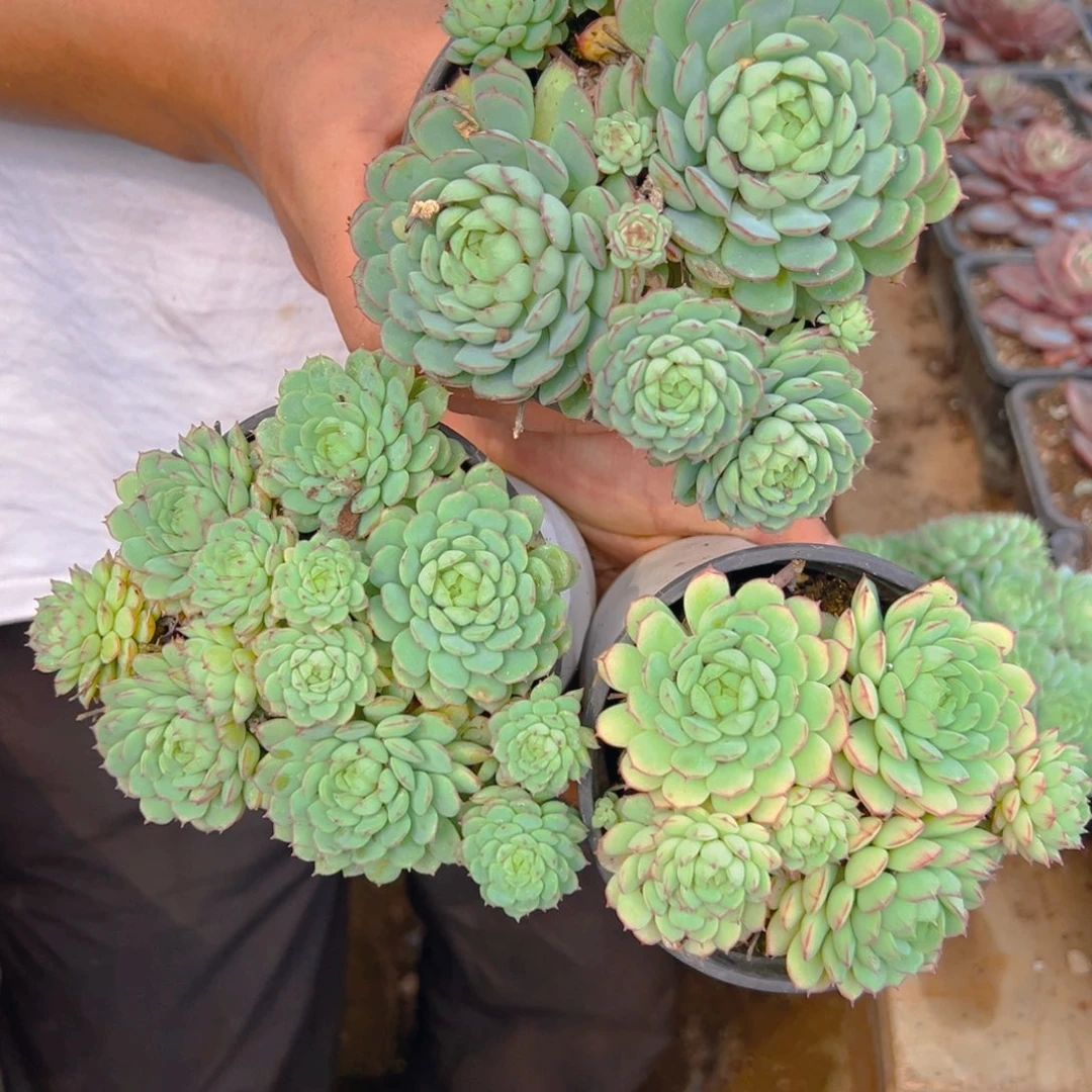 多少植物小红船三个？