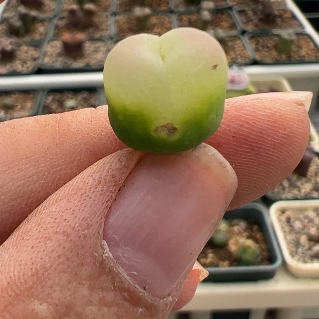 292 好看的多肉冲冲冲