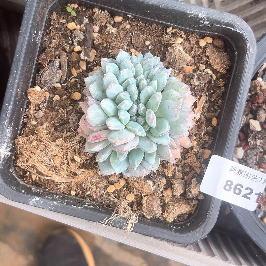 阿雅园艺。      8621