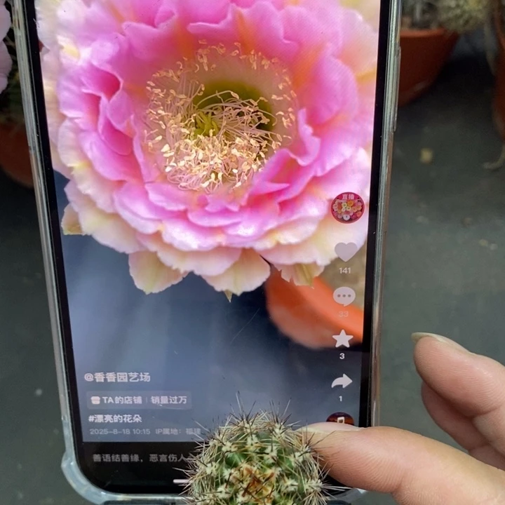 香香520侧芽2公分左右