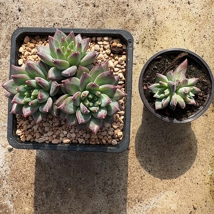 美人杂交 一物一拍