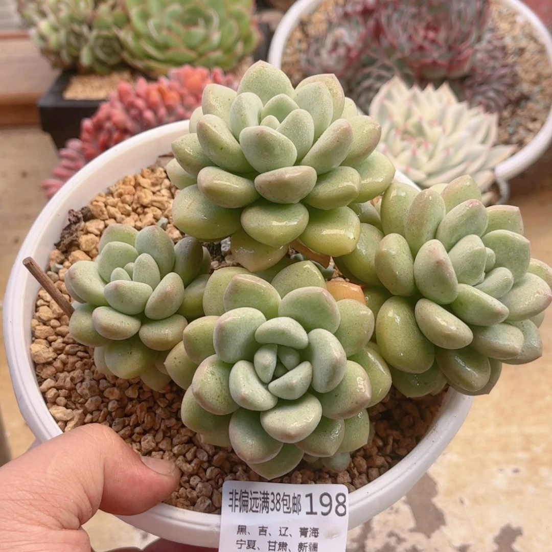 198泡泡糖德华多肉