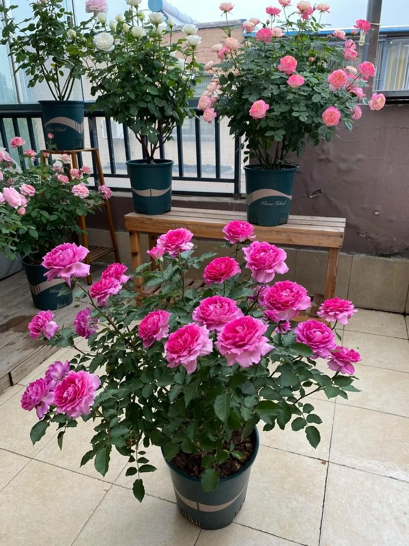 天方夜谭庭院阳台观花浓香紫玫瑰绿植盆栽花卉植物
