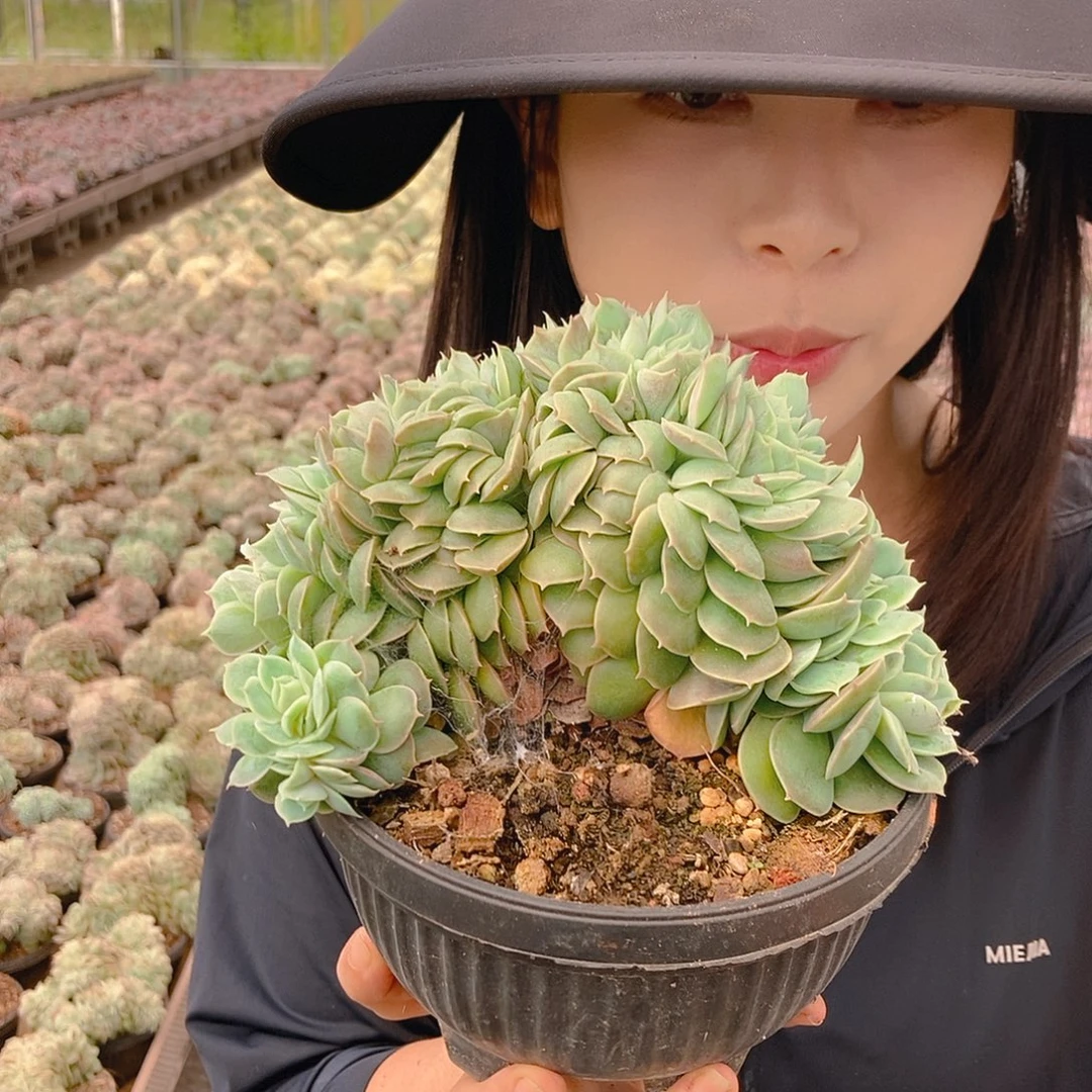 昂斯诺缀挑树形随机发货
