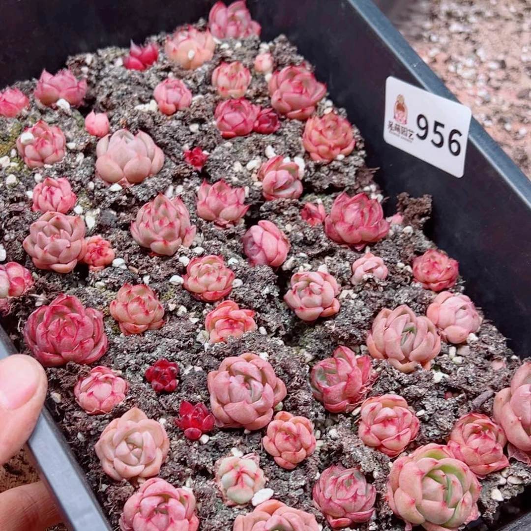 小***啾多肉植物多肉植物