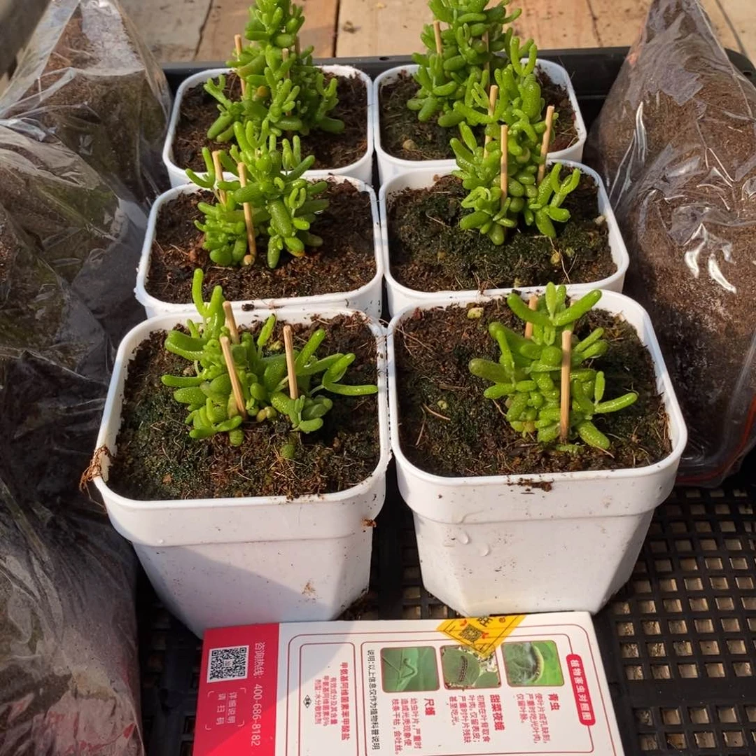 枝干番杏金桔套餐469