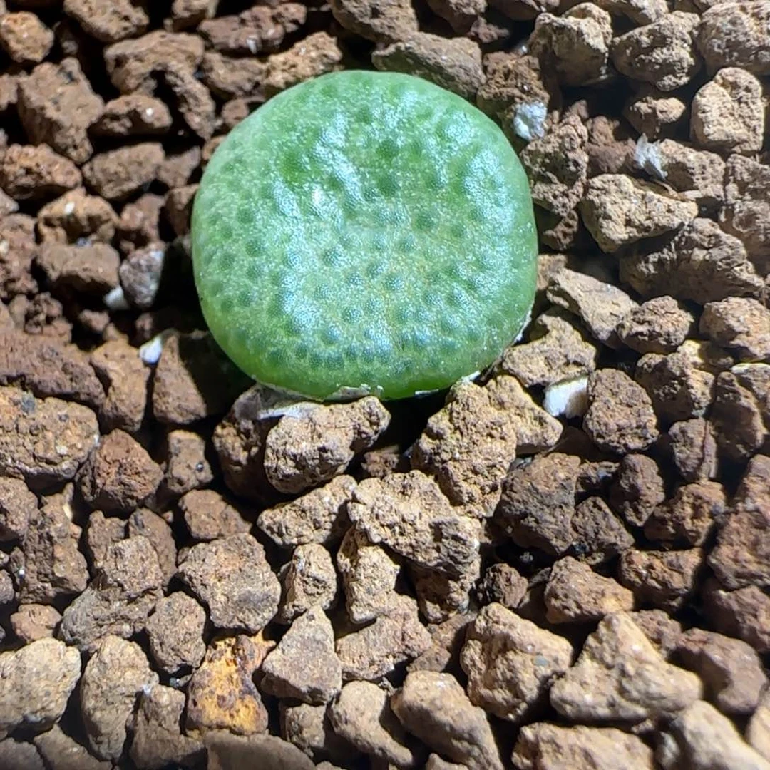 肉锥多肉植物组合-青团1260