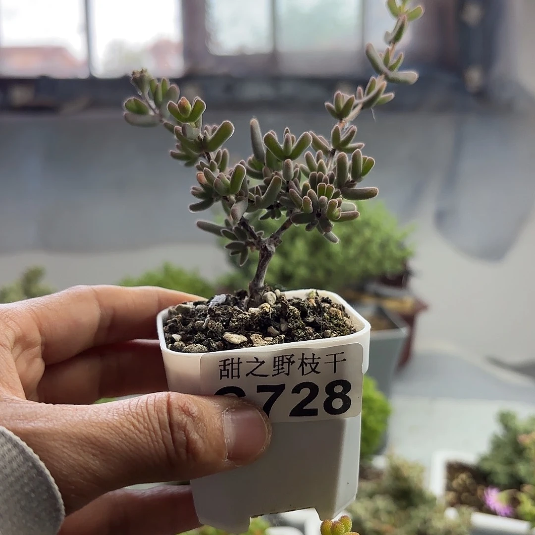 半**点728虾钳枝干番杏