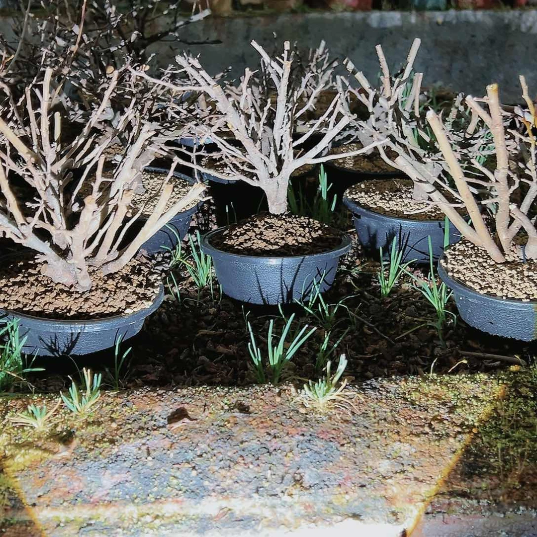 盆景红花一号长寿梅