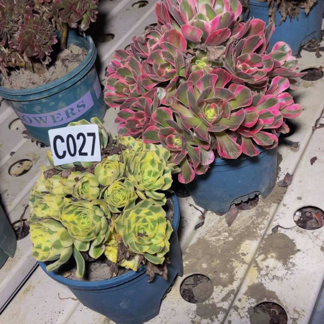 两盆法师7////11包邮