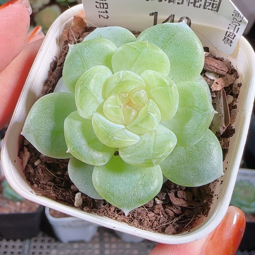 1012--140若梦一物一拍