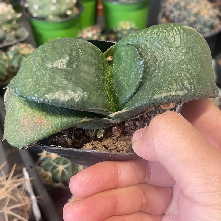 实生卧牛仙人球一颗