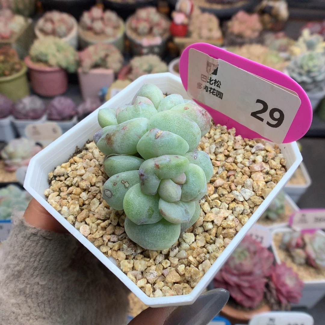 29双头冰玉石化多肉