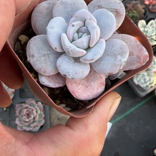 31雪莲多肉植物多