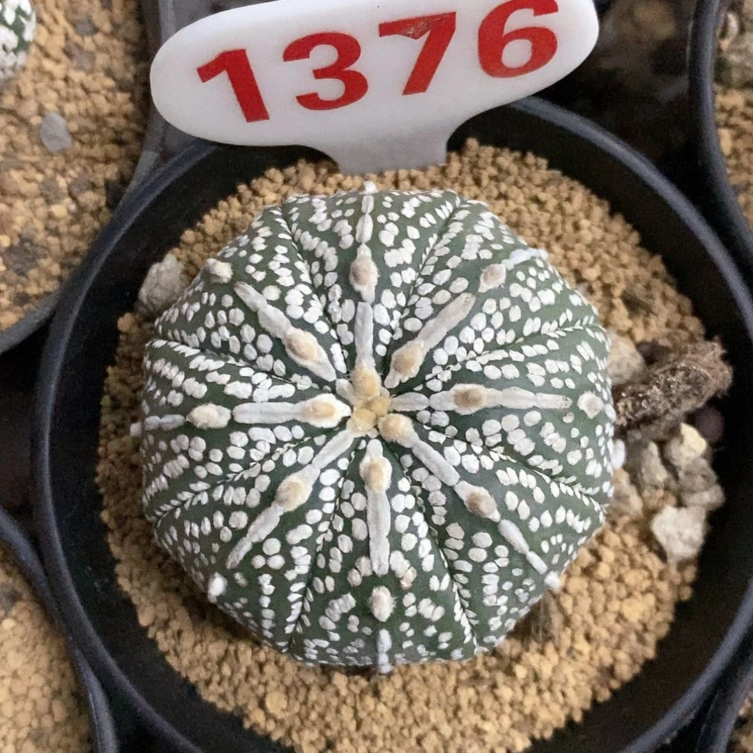 1376奇迹福利特价来了