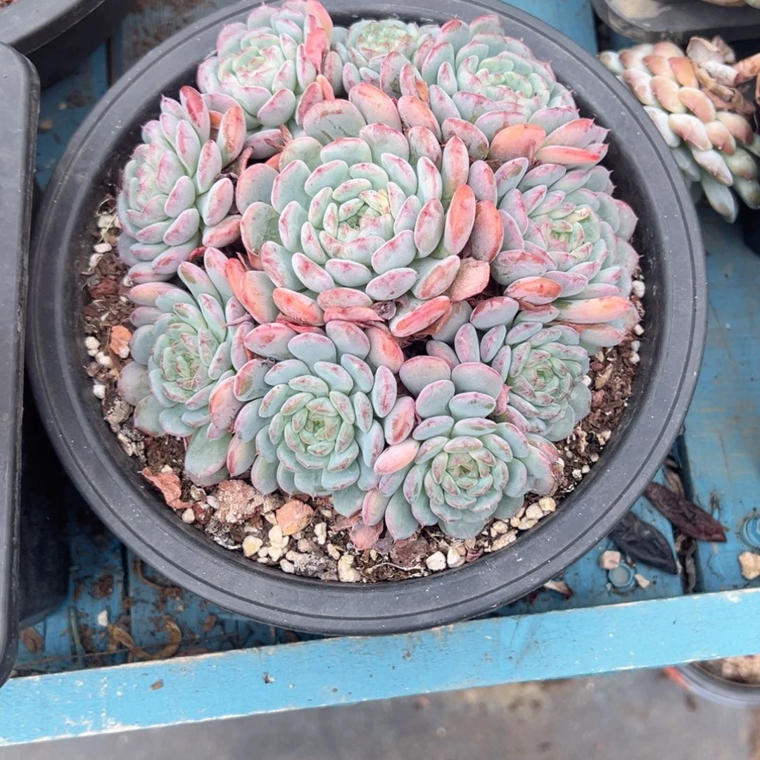 精品多肉植物老桩