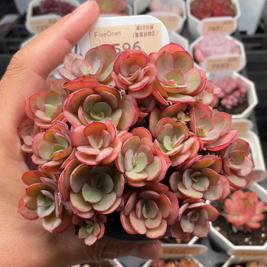 秀妍7596-12.0厘米