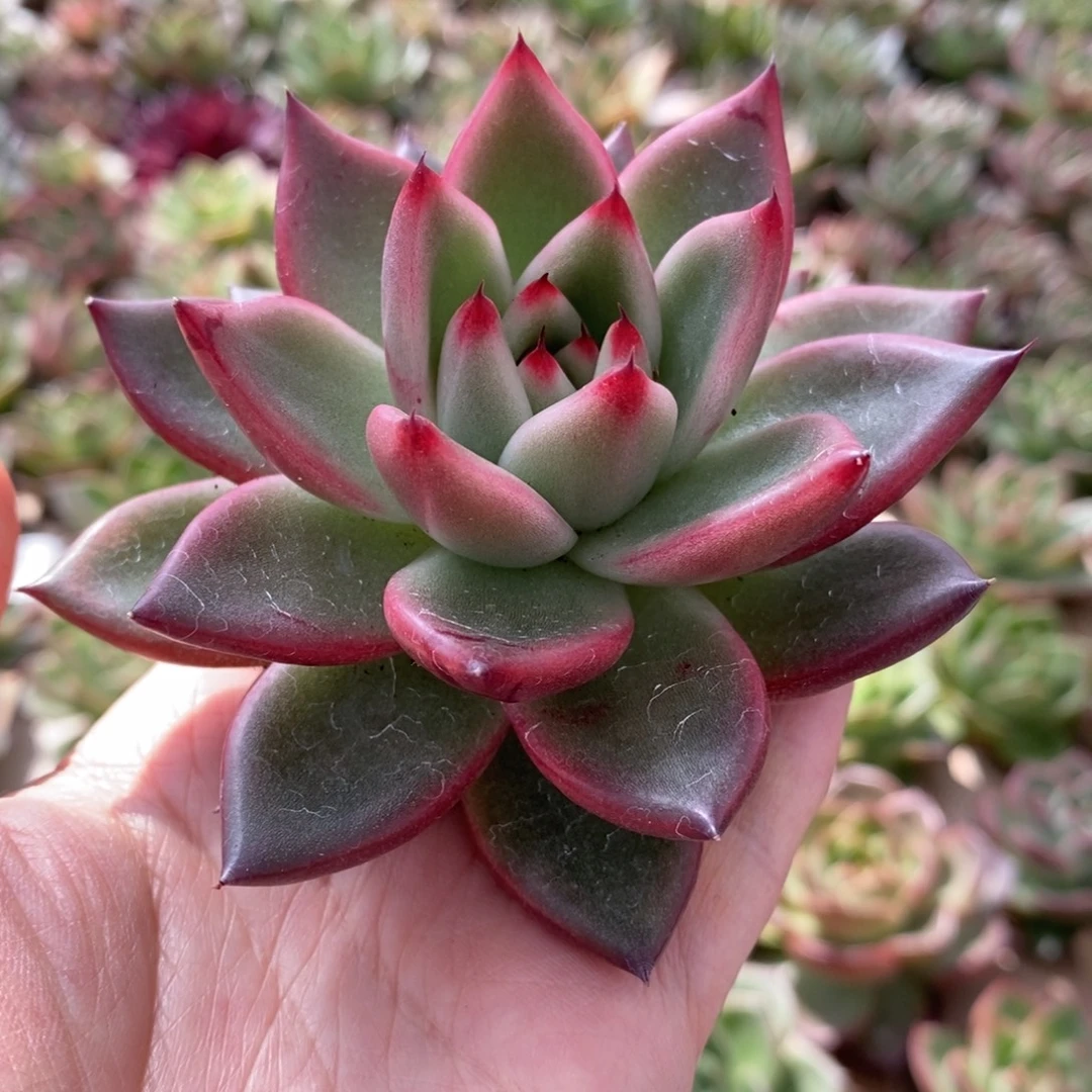 无花朵188号东云系多肉植物