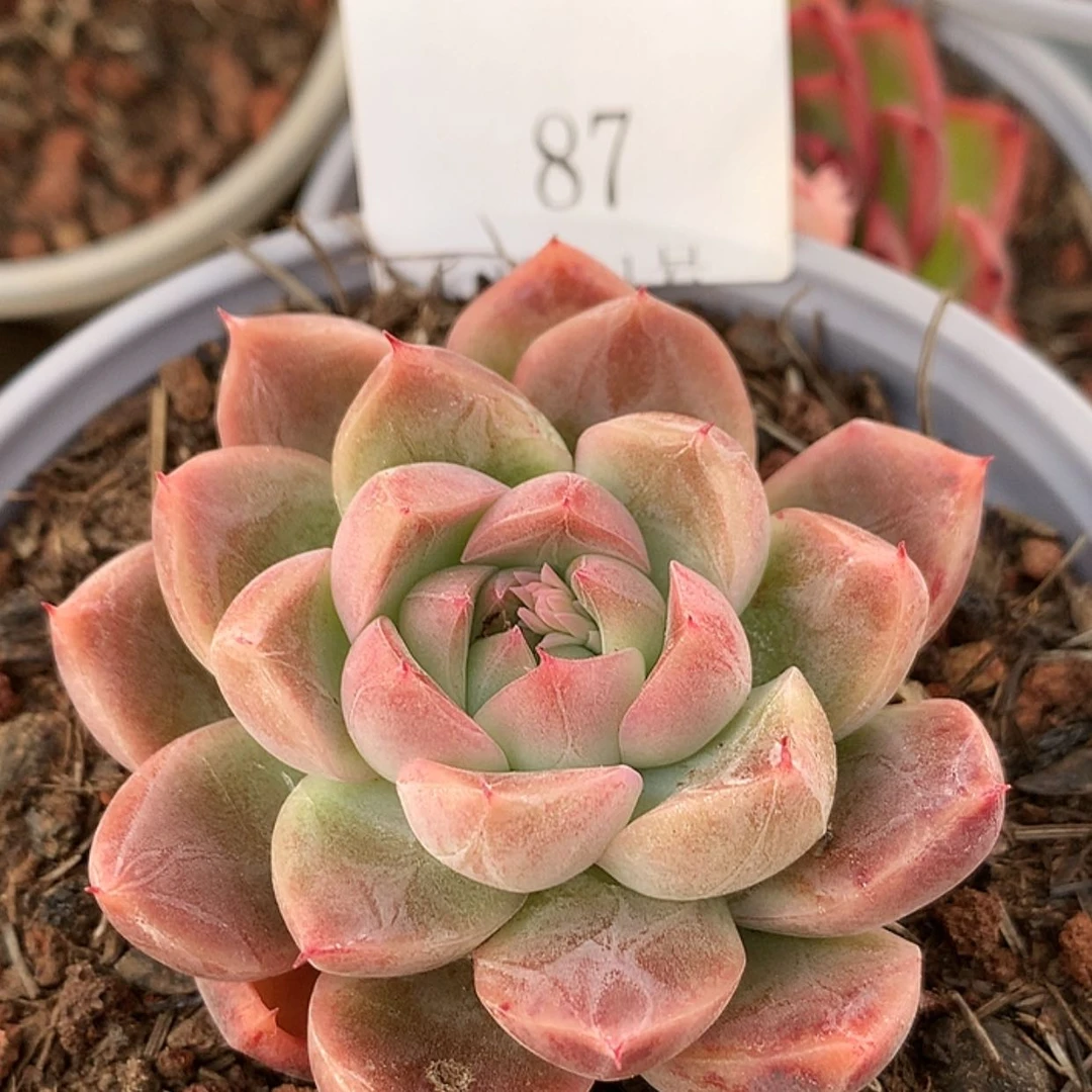 【闪购商品】云87号