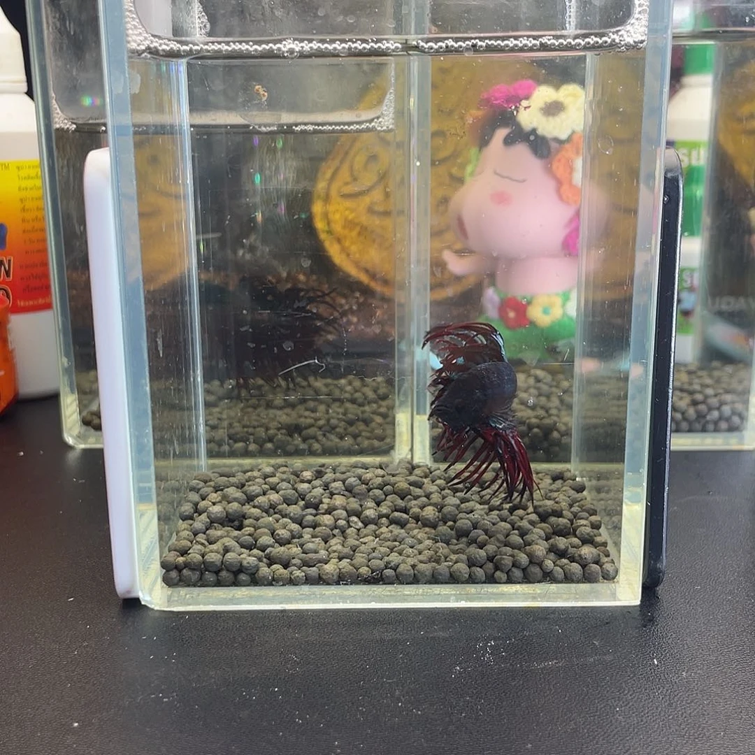 斗鱼6号1029早黑毒