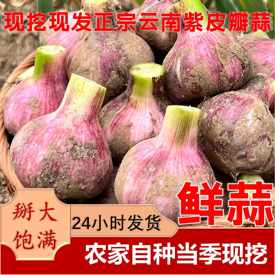 【乡土农业果蔬】 云南农家新紫皮瓣蒜现挖现发湿蒜大蒜饱满超辛辣