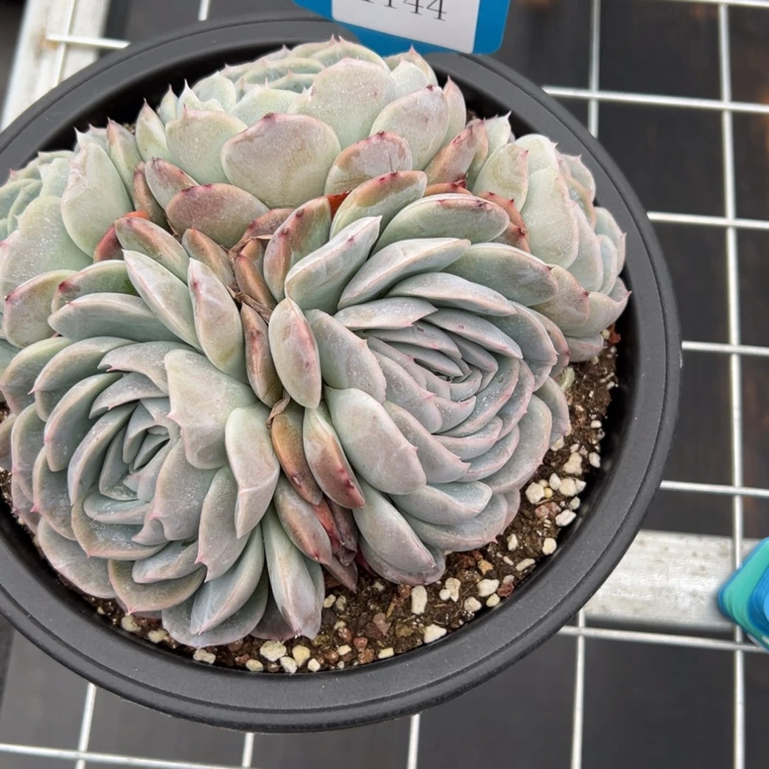 孙*娘1144多肉多多多多多