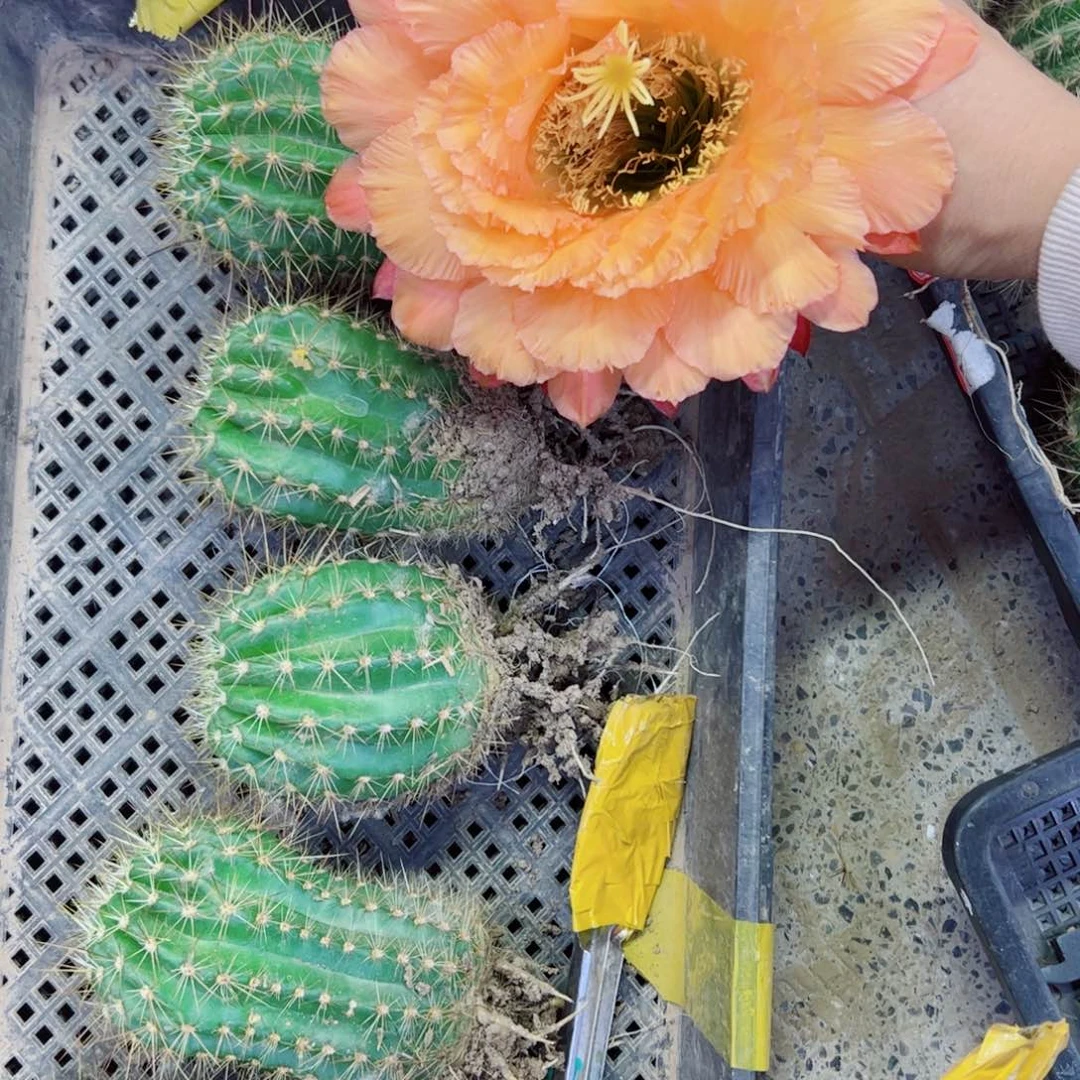 下1毛橙粉佳人根歪斑点8公分左右脱土发货