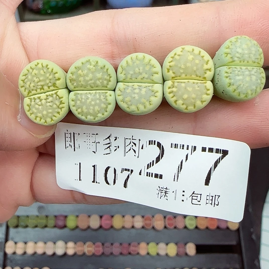 满满18包邮1107-277