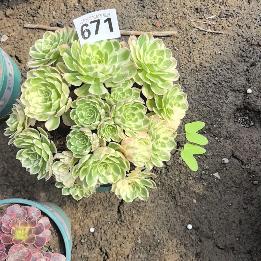 671粉体海王3-20花