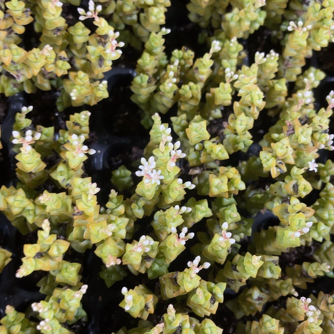 精品小米星多肉植物