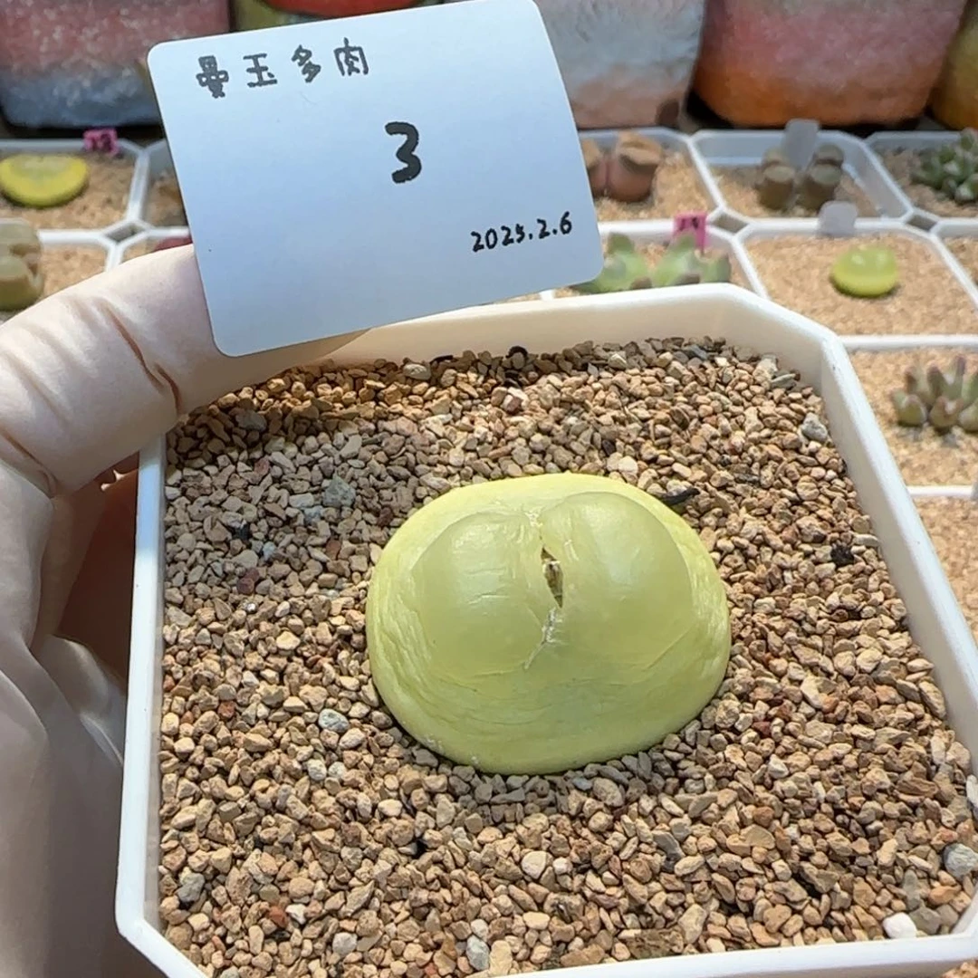 叼*多肉多肉多肉2.6-003