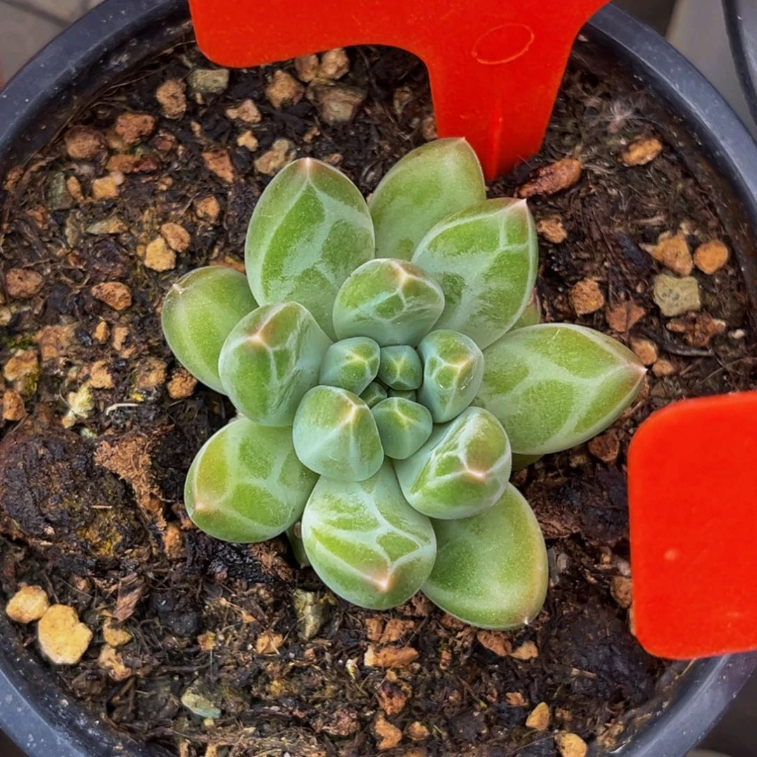 2634号上午多肉植物群生多肉